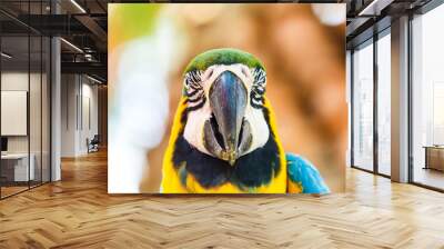 Macaw parrot blue and yellow color. Wall mural