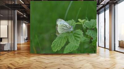 two butterflies on a raspberry leaf Wall mural