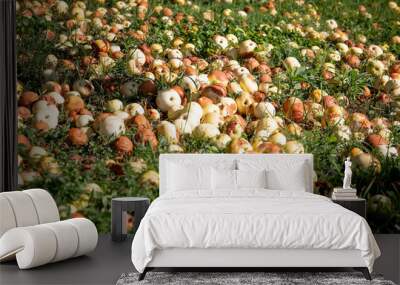 Apples fell from the tree. Ripening and rotten. Garden waste Wall mural