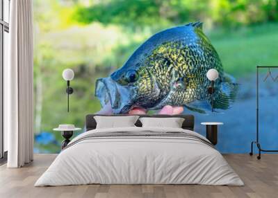 Holding big fish, crappie fresh fish, hand fish close up. Wall mural