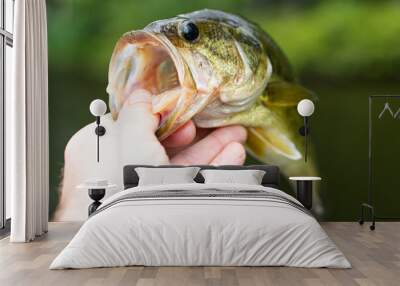 Holding nice summer catch, bass fishing in fresh water lake Wall mural