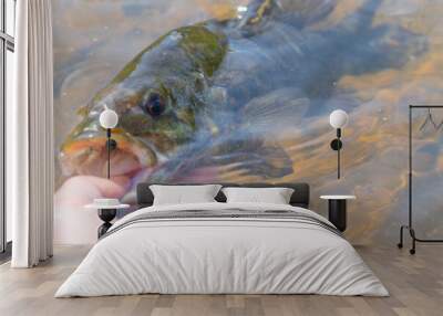 Perfect summer catch smallmouth bass held in water by his mouth, summer activity fishing leisure, copy space backgrounds theme, perfect natural light Wall mural