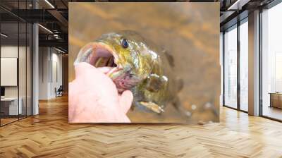 Perfect summer catch smallmouth bass held in water by his mouth, summer activity fishing leisure, copy space backgrounds theme, perfect natural light Wall mural