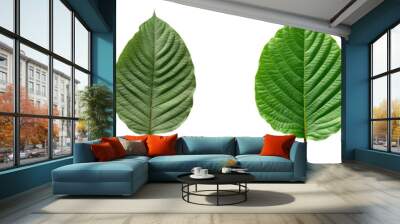 Set of kratom leaf isolated on transparent background Wall mural