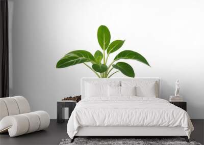 Growing plant png seed growing transparent background plant seedling png plant growing png tree growing png young green plant and soil png plant growing isolated transparent background Wall mural