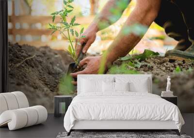 Farmer planting tomatoes seedling in organic garden Wall mural