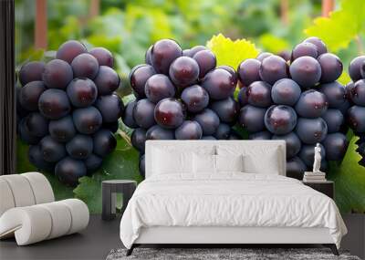 Vitis vinifera Sweet Jubilee Grape a professional vineyard Sweet Jubilee grapes growing in lush clusters surrounded by green leaves capturing their sweet flavor and deep red color Wall mural