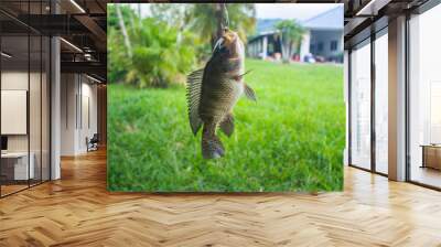 Fishing Nile Oreochromis niloticus in the pond from Phuket Thailand Wall mural