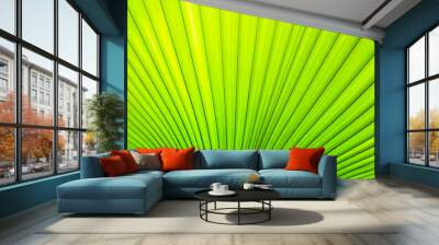 Green leaves sugar palm leaf texture background nature tone at phuket Thailand Wall mural