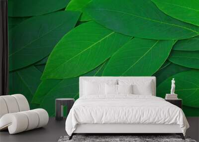 The leaves are green on a white background. creative layout made at phuket Thailand Wall mural