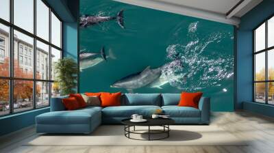 A Pod of Wild Dolphins Swimming in the Ocean Wall mural