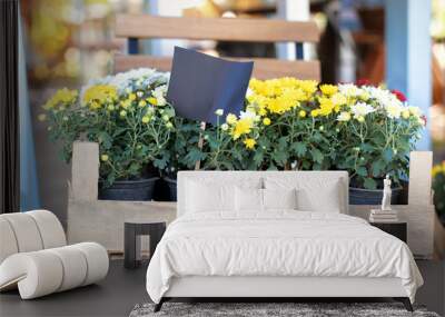 Daisy flowers in planting pots. Summer and autumn nature background outdoor. yellow chrysanthemum blossom in pot. Closeup assortment of colorful chrysanthemum flowers in garden store centre Wall mural