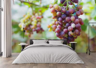 Grape in gatden at Monjam , Chiangmai ,Thailand Wall mural