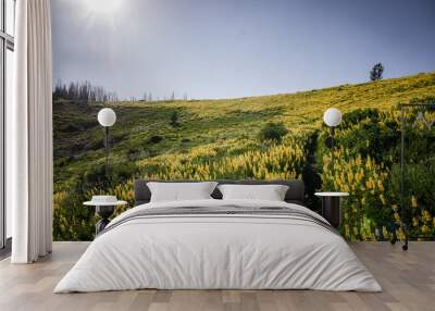 Landscape view of Trail through field of yellow wildflowers in Ketchum Idaho in summer Wall mural