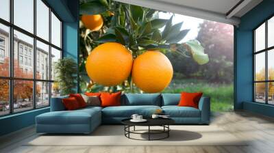 Organic oranges garden on homegrown orange tree Wall mural