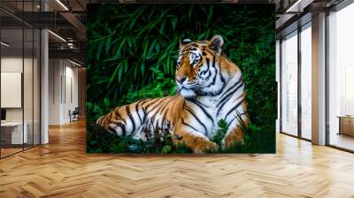 resting Amur tiger Wall mural