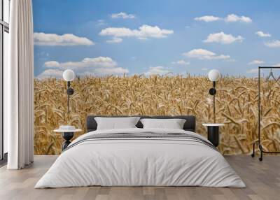 Barley Field In Summer Wall mural