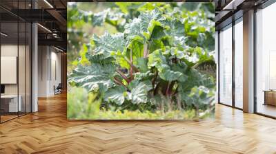 Rheum rhabarbarum, rhubarb plant in a field Wall mural