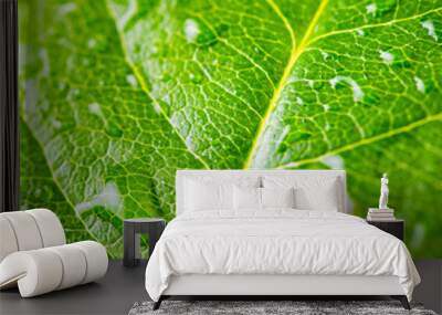 Macro photo of a green wet leaf with selective focus - shallow depth of field Wall mural