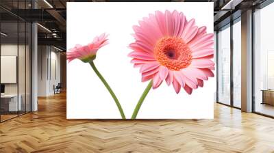 Pink Gerbera flower blossom isolated. Wall mural