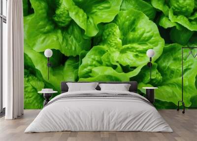 A refreshing keto or paleo diet background with a top view of lettuce leaves and the vibrant green freshness Ideal for menu concepts Ample copy space for text Wall mural