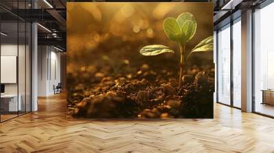 New life sprouting in soil bathed in sunlight, depicted as a young plant in a copy space image. Wall mural