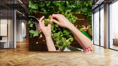 home gardening , close-up of a woman's hands cutting a mint leaf from a bush, woman takes care of plants on the balcony in her apartment, strawberry and victoria leaves, vegetable garden on the window Wall mural