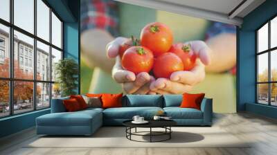 The farmer's hands hold juicy red tomatoes. Fresh vegetables from farming Wall mural