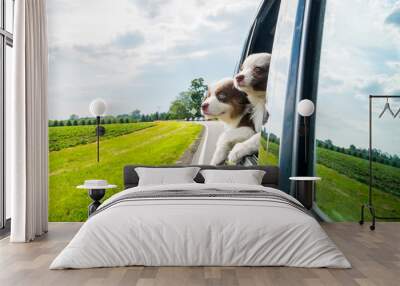 Two cute puppies peek out of the car window in motion Wall mural