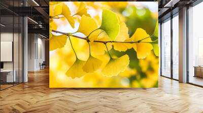 Ginkgo biloba tree in autumn with copy space Wall mural