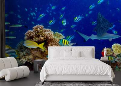 colorful wide underwater coral reef panorama banner background with many fishes turtle and marine life / Unterwasser Korallenriff breit Hintergrund Wall mural