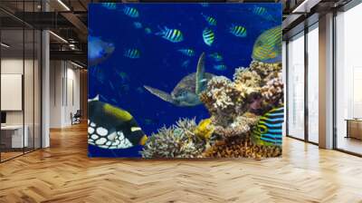 colorful wide underwater coral reef panorama banner background with many fishes turtle and marine life Wall mural