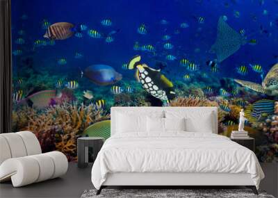 underwater coral reef landscape wide 3to1 panorama background  in the deep blue ocean with colorful fish sea turtle marine wild life Wall mural