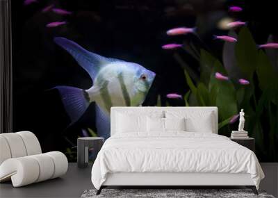 angle fish Wall mural