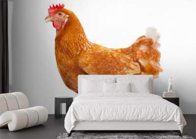 full body of brown chicken hen standing isolated white backgroun Wall mural