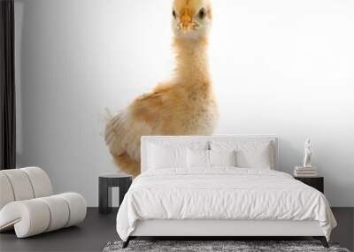 portrait of young baby chick standing and looking to camera isol Wall mural