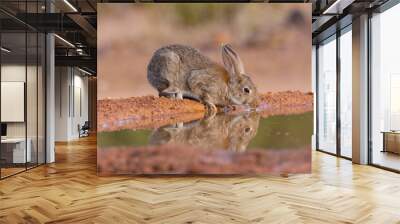 Iberian hare in Castilla La Mancha, Spain. Wall mural