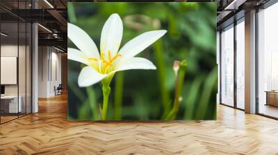 White rain lily, white zephyr lily, Zephyranthes candida Wall mural