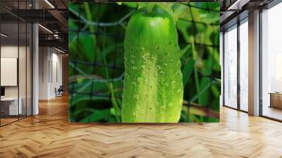 Cucumber on a Vine in a garden in Kansas shot closeup on a sunny day. Wall mural