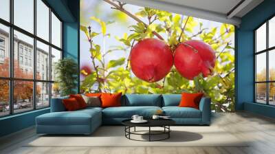 two ripe pomegranates on a branch Wall mural