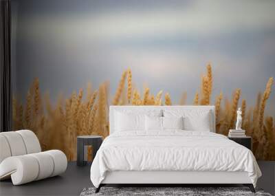 wheat field at the sunset Wall mural