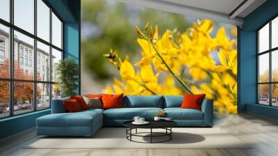 Yellow Spanish Broom (Spartium junceum), mediterranean region in France,on blue sky background Wall mural