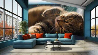 European cat, kitty grey domestic Wall mural