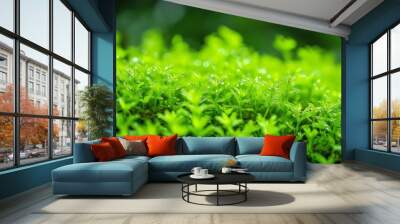 A close-up shot of vibrant green plants covered in fresh water droplets, showcasing nature's beauty and freshness. Wall mural