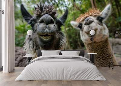 An amusing view of two llamas making funny faces while standing in their natural habitat amidst trees. Wall mural