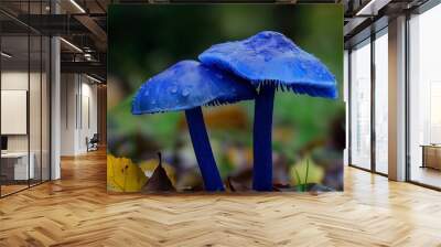 Two blue mushrooms with dew sit prominently amidst green grass and fallen leaves in a forest scene. Wall mural