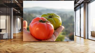 A hand is holding two tomatoes against sun light. Focus is on the front red fruit. In background a single green raw tomato. In background misty forest. Sun light reflecting on fruits. Wall mural