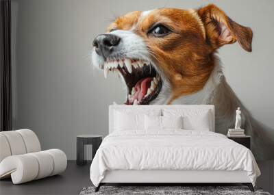 A close-up photo of an angry Jack Russell Terrier. The mouth of an angry dog with teeth. Wall mural