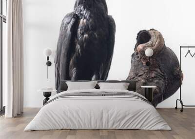 Black raven Wall mural