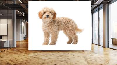 Cute Poodle dog looking at camera Wall mural